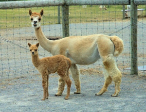 Alpacas From Eighth and Mud